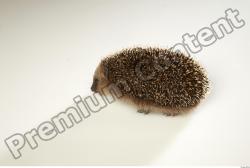 Whole Body Hedgehog